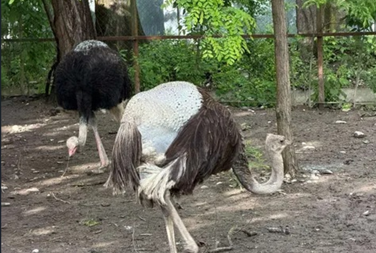 strut fara pene
