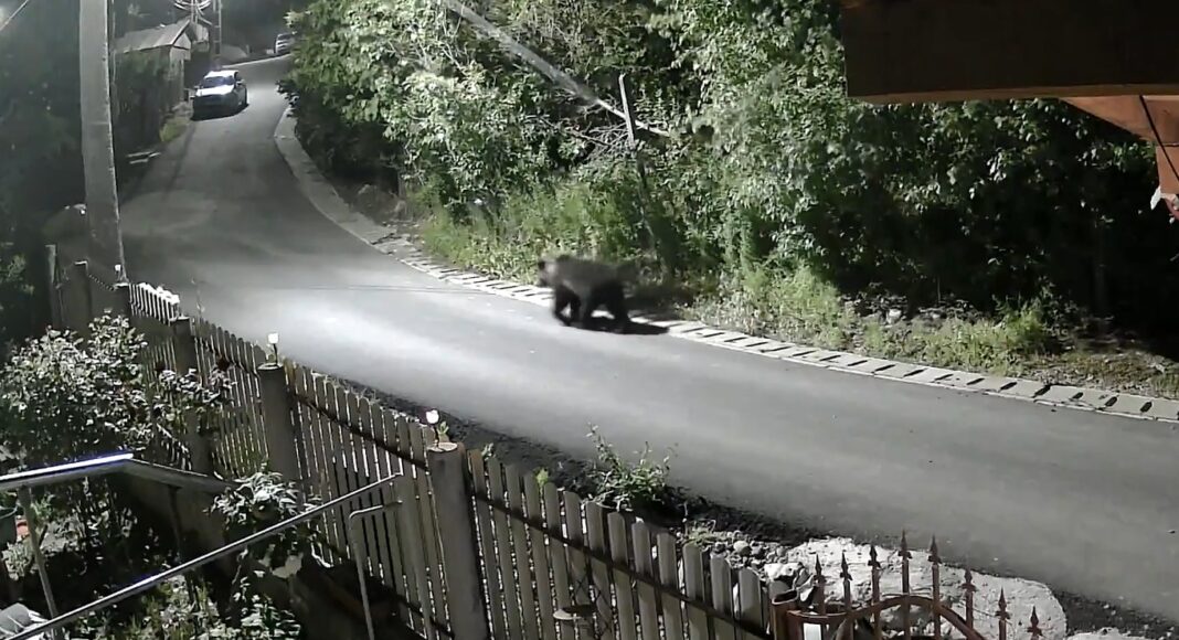 urs gornet prahova