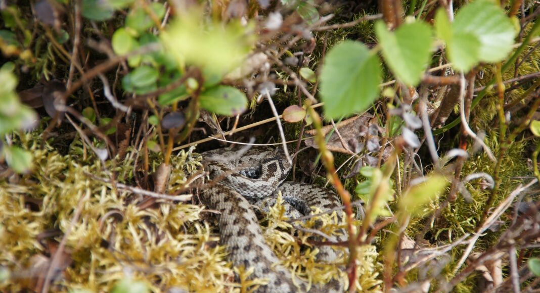 vipera