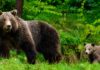 Ursoaică cu pui în Pădurea Românești. Autoritățile îi sfătuiesc pe localnici să fie prudenți