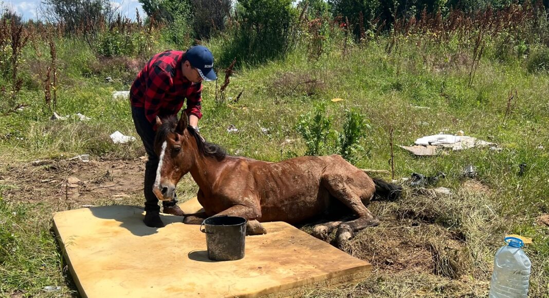 cal politia animalelor
