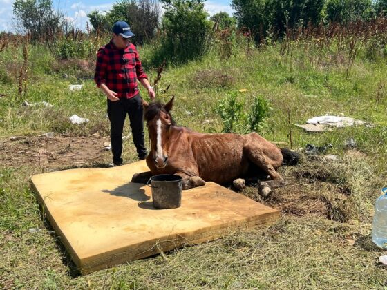 cal politia animalelor