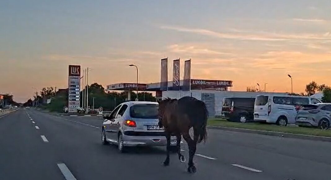 cal tras masina ploiesti