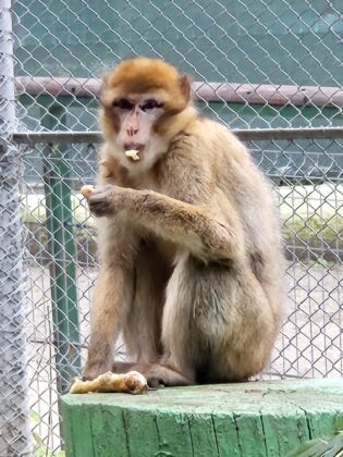 canicula animale zoo