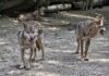 canicula animale zoo