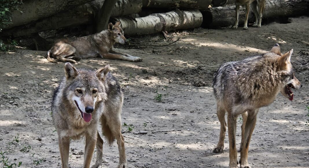 canicula animale zoo