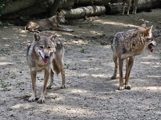 canicula animale zoo