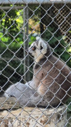 canicula animale zoo