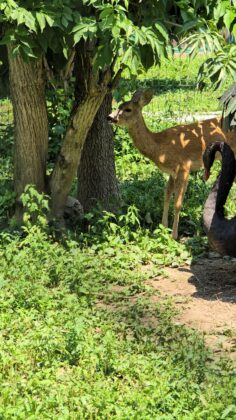 canicula animale zoo
