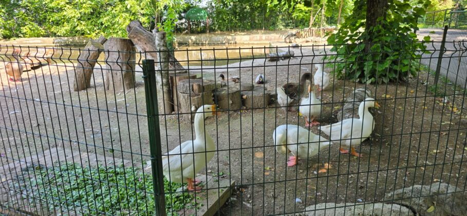 canicula animale zoo