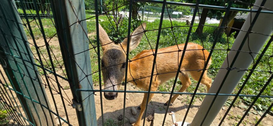 canicula animale zoo