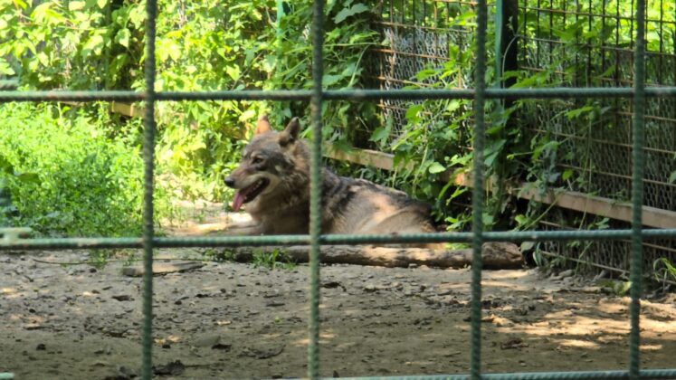 canicula animale zoo