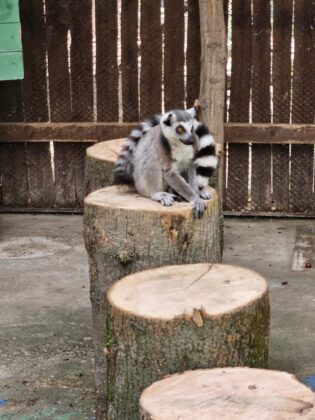 canicula animale zoo