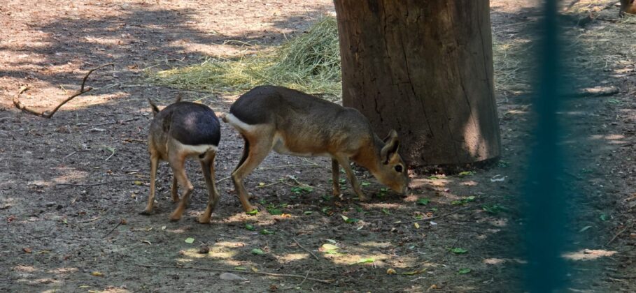canicula animale zoo