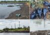 dezastru ecologic