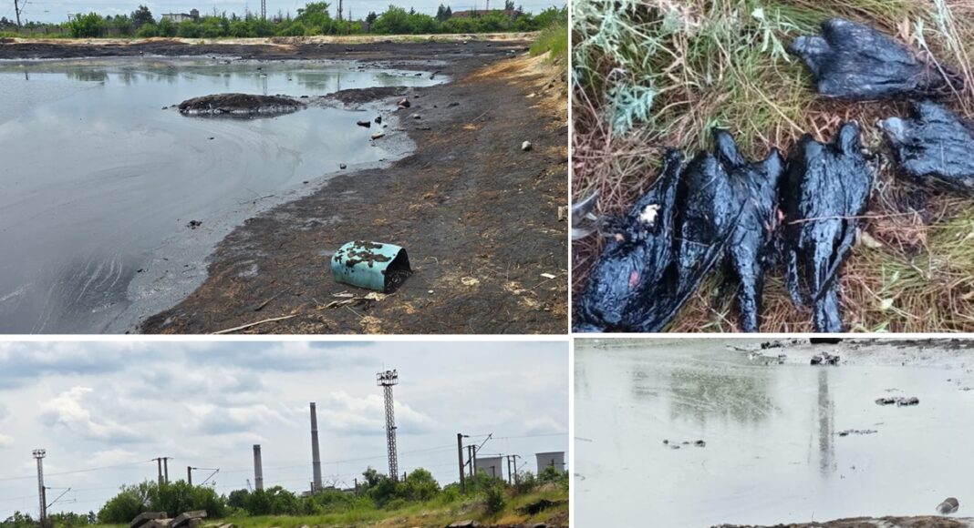 dezastru ecologic