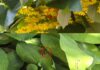 Invazie de fluturi în Ploiești. De unde vin milioanele de insecte care au acoperit orașul fluturi