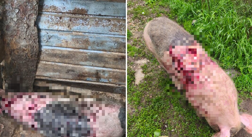 porci atacati de ursi