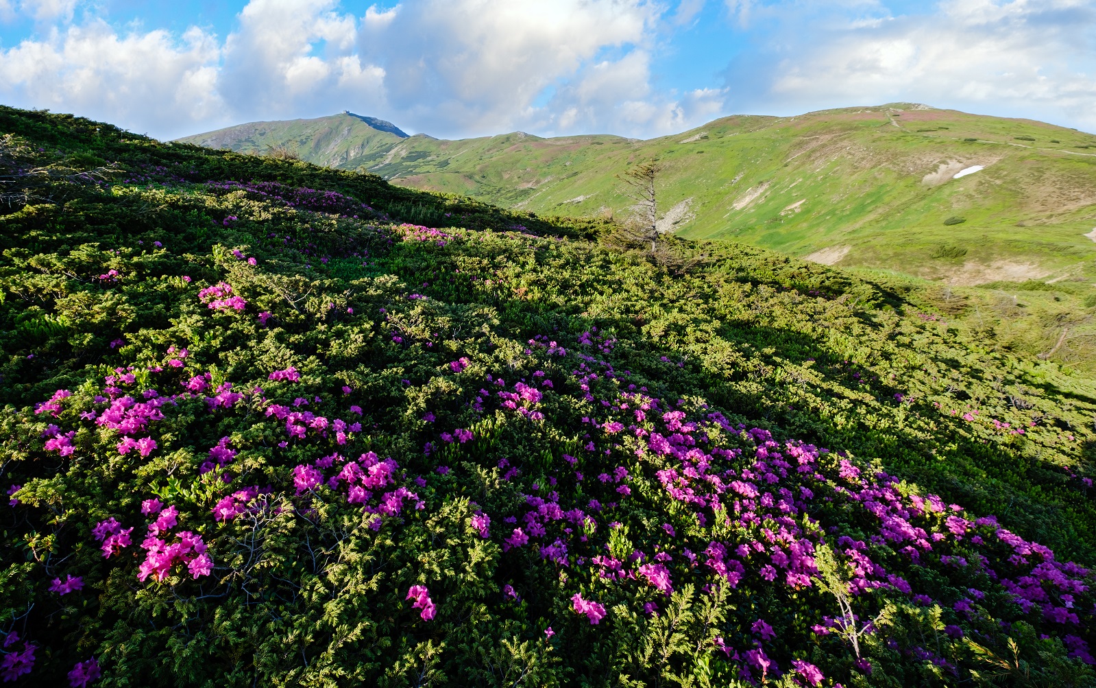 rhododendron