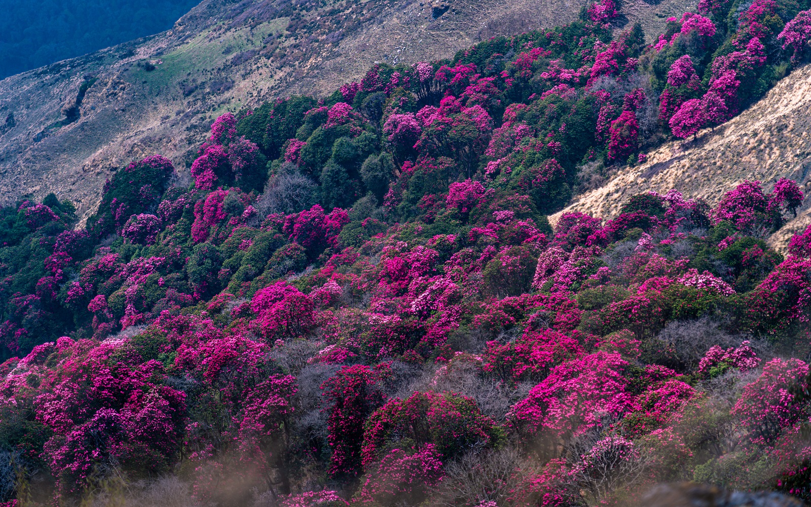 rododendron