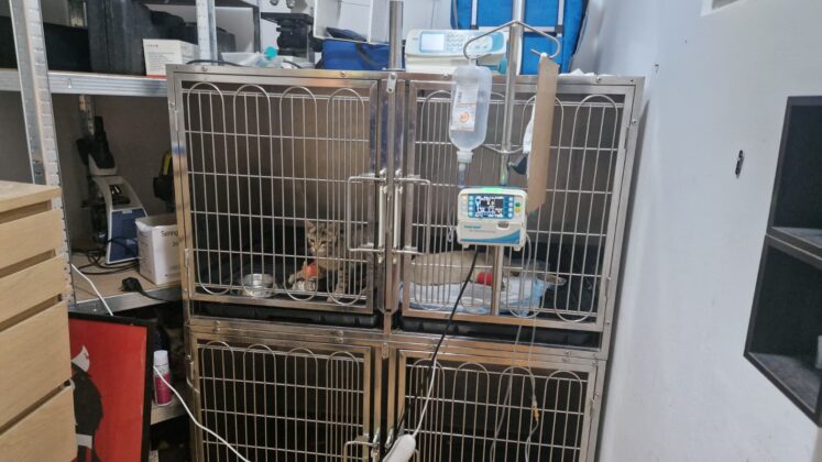 custi animale tratate kinovet