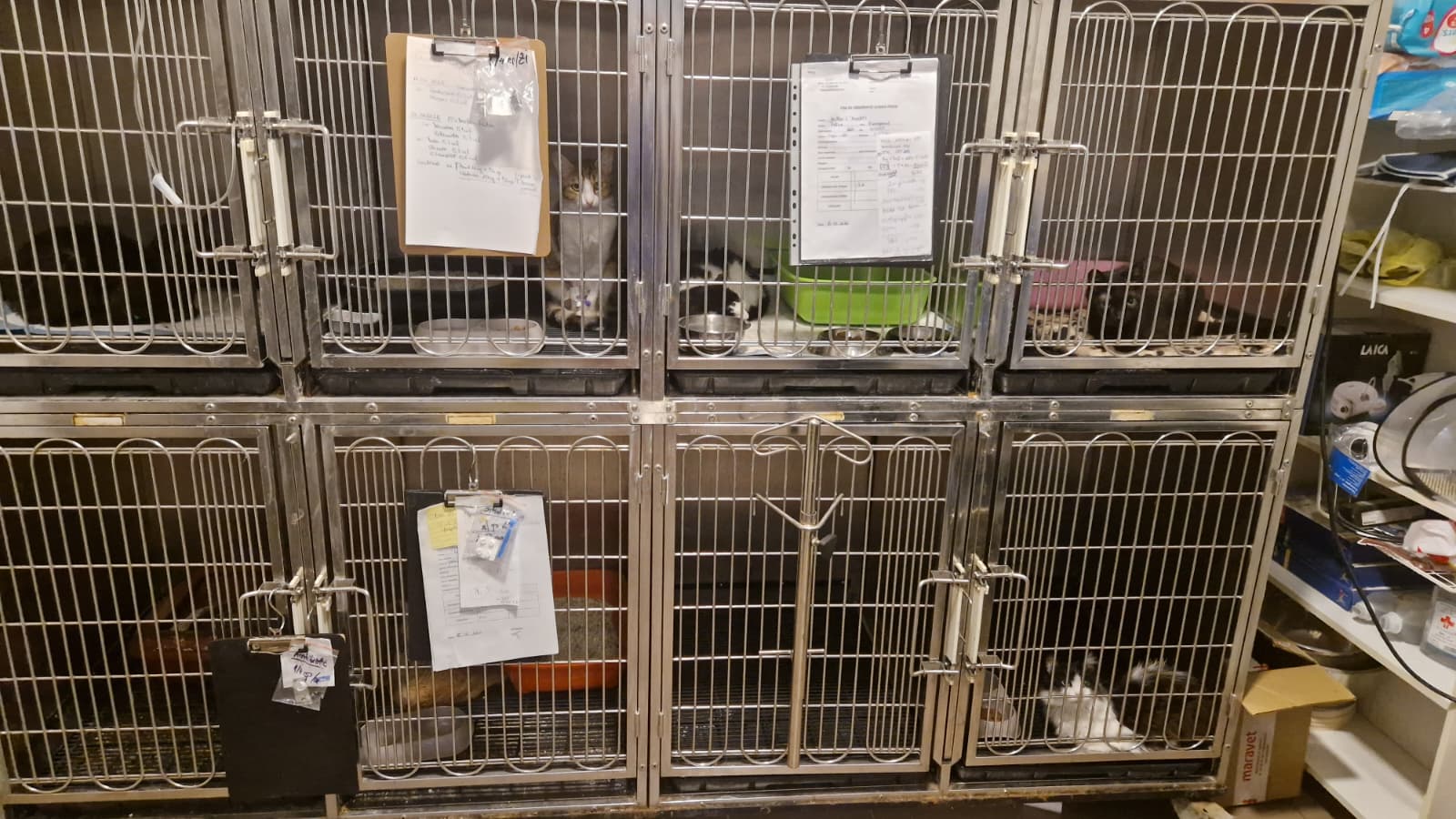 custi animale tratate kinovet