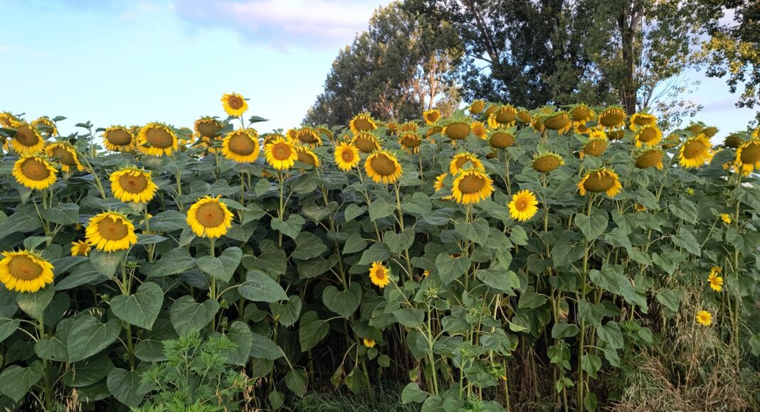 floarea soarelui