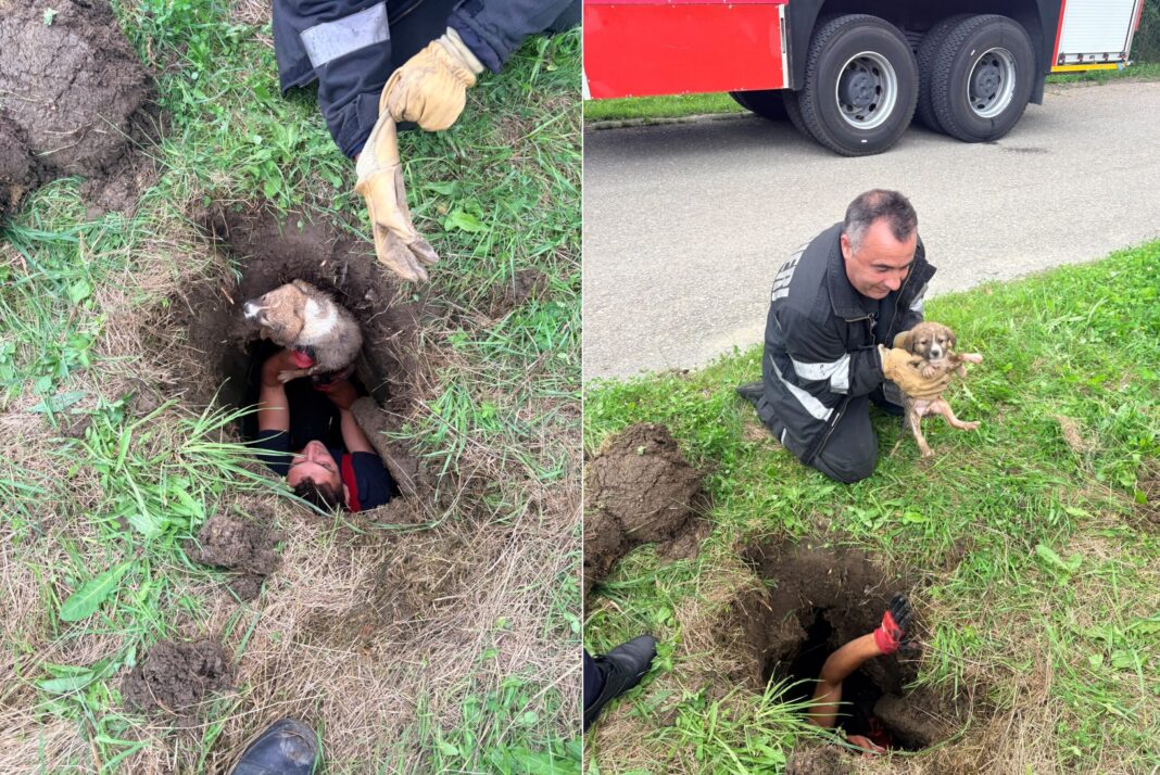 Un câine a fost scos astăzi dintr-o groapă, la Slănic. Trei animale salvate în două zile de pompierii prahoveni