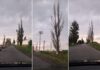 copaci uscati dn 1 d prahova