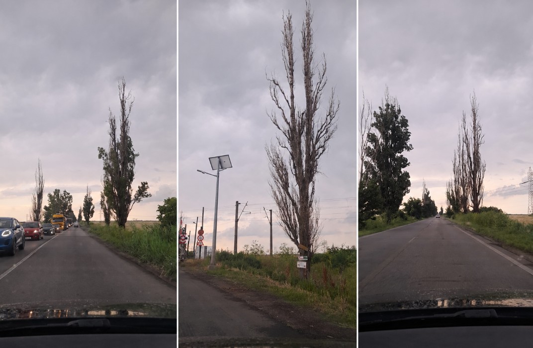 EXCLUSIV. OPH a sesizat pericolul de pe DN1D. CNAIR confirmă 292 de copaci cu risc de prăbușire