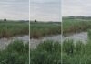 VIDEO-Sute de pești sar spectaculos din apă pe o baltă din Prahova. Explicația fenomenului surprins la Boldești-Grădiștea pesti apa boldesti gradistea