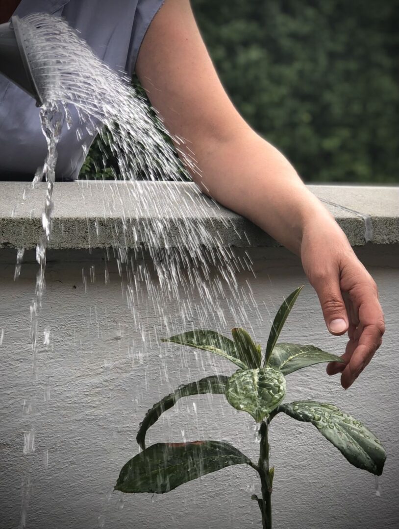 apa plante